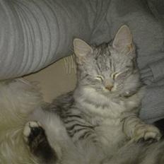 Blanding af racer MOLLY - R.I.P d. 01.01.11