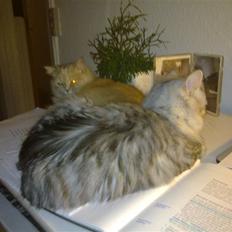 Blanding af racer MOLLY - R.I.P d. 01.01.11