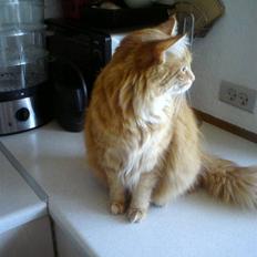 Norsk Skovkat Trunte