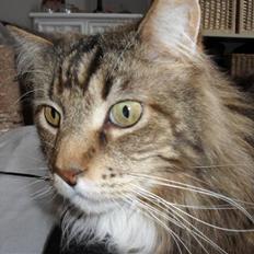 Maine Coon Aslan
