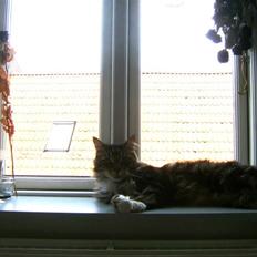 Maine Coon Aslan