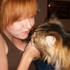 Maine Coon Aslan