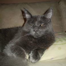 Maine Coon Buller R.I.P mors baby