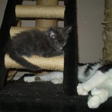 Maine Coon Buller R.I.P mors baby