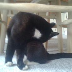 Huskat tessa R.I.P :`(