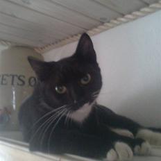 Huskat tessa R.I.P :`(