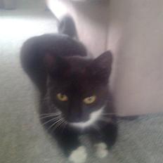 Huskat tessa R.I.P :`(