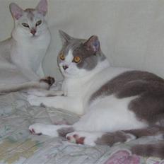 British Shorthair Felix