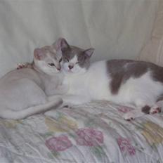 British Shorthair Felix