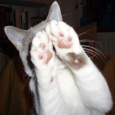 British Shorthair Felix