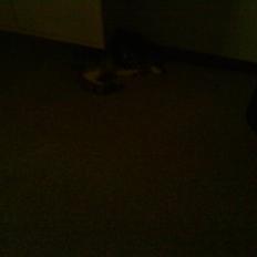 Huskat Misser R.I.P ):