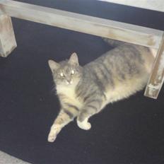 Huskat Misser R.I.P ):