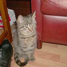 Blanding af racer gaffi