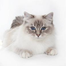 Hellig Birma Askepots Hermione (Fenja)