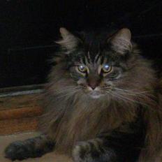 Maine Coon Gizze