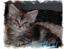 Maine Coon Gugger's Usher