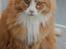 Maine Coon Gugger Red Iowa