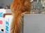 Maine Coon Gugger Red Iowa