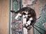 Blanding af racer R.I.P Lundini (grimmemis) - Leger...