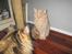 Maine Coon bastian