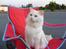 Ragdoll **  DK Wrensted Loui  ** - Loui´s far Fin* Dollicious Candyman