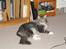 Maine Coon Shrek