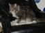 Maine Coon Shrek