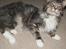 Maine Coon Shrek