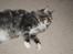 Maine Coon Shrek