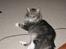 Maine Coon Shrek