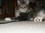 Maine Coon Shrek