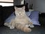 British Shorthair Wilfrida