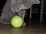 British Shorthair Wilfrida
