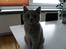 British Shorthair Wilfrida