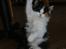 Maine Coon Lady