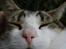 Blanding af racer Oliver - Sover lige... 