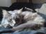 Maine Coon Fie