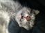 Maine Coon Fie