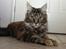 Maine Coon DK Preclude Miss Speed