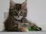 Maine Coon DK Preclude Miss Speed - Speed 8 uger