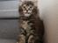 Maine Coon DK Preclude Miss Speed - Får jeg snart noget guf?