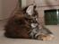 Maine Coon DK Preclude Miss Speed - Min profil