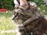 Maine Coon DK Preclude Miss Speed - Bare mig.