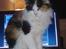Maine Coon Lady