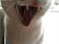 Huskat Mille