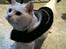 Huskat Mille