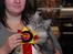Maine Coon Gugger's Usher - Her er vi i køge. Usher blev Ex.1