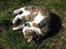 Huskat Misty - Lidt mere sommer hygge.