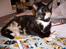 Blanding af racer R.I.P Lundini (grimmemis)