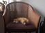 Maine Coon Bellami Solgt :(